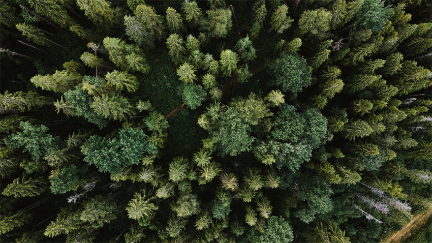 Bild von Wald in Vogelperspektive